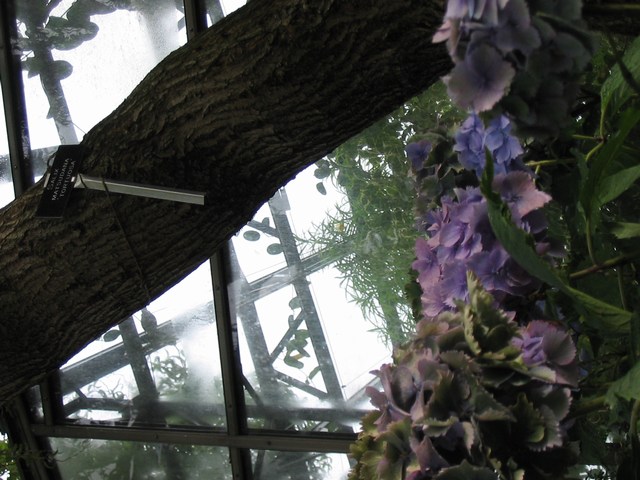 Scotland: Another very beautiful flower