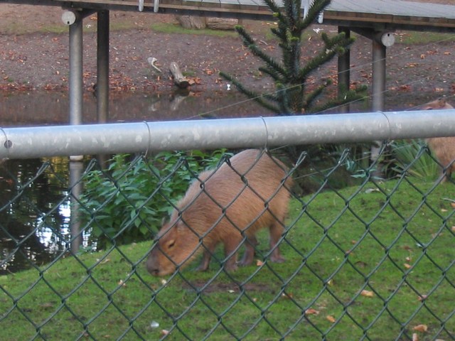 The Netherlands: Some little ant eater thing in a zoo we passed