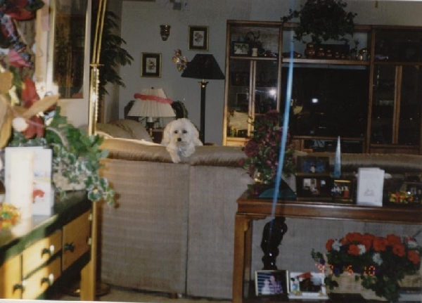 Little Bo... RIP