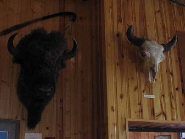 A Bison on a Rack