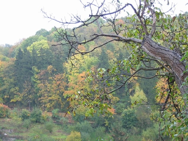 Beautiful Fall Colors