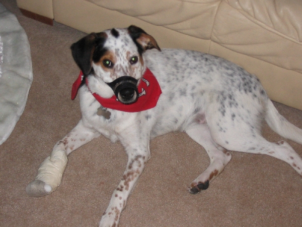 Hanibal Ginger... she kept licking the blood so we had to muzzle her up!!!