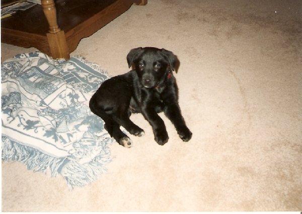 Lil' Pup