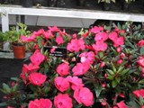 Scotland: A Flower that reminded me of Susan (Hot Pink)