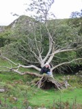 Scotland: Me on a tree