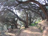 Greece: Pretty Olive Trees
