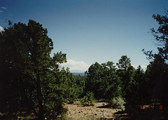 Woods in the desert