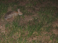 A Bunny at Night