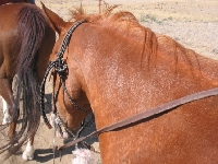 My Horse Shyla