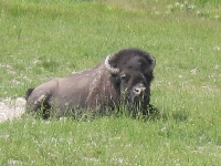 An Old Bison that Got Ran out of the Herd