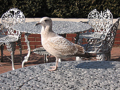 The largest seagull I had ever seen