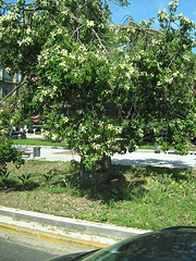 Honeymoon 015