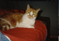 I loved that cat soo much.  He was sooo affectonate